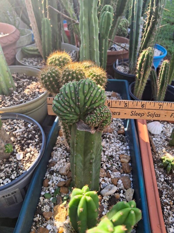 Trichocereus Crest (Olivia×MP Scop) graft on rooted pc