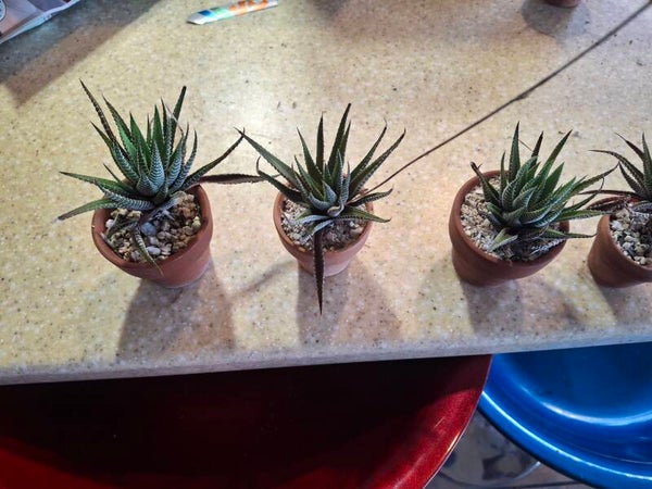 Haworthia "Zebra plant"