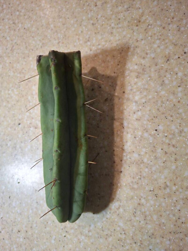 Trichocereus Bridgesii RS0005 8 inch tip cut
