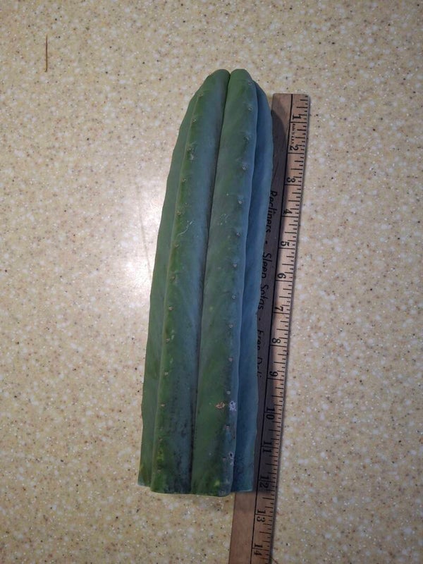 Trichocereus Pachanoi "Skip"