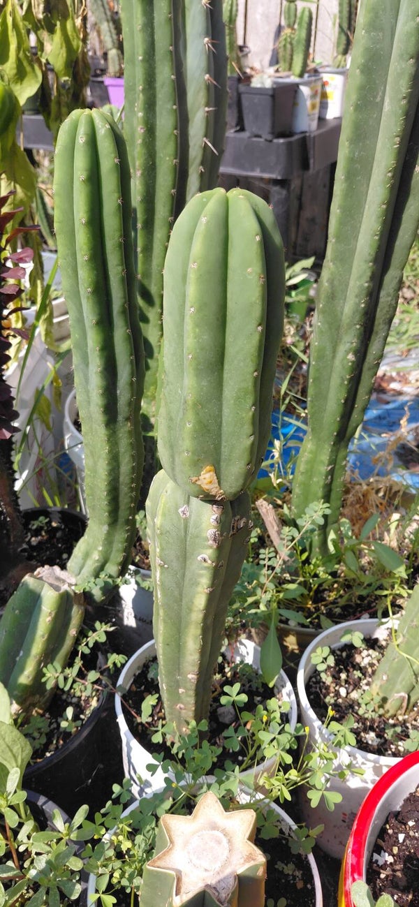 Scopulicola