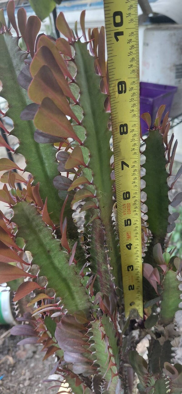 Euphorbia trigona