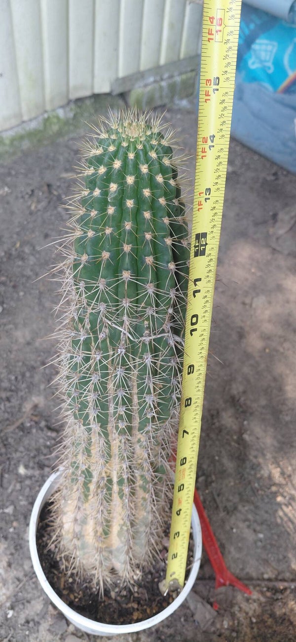 Grandiflorus hybrid