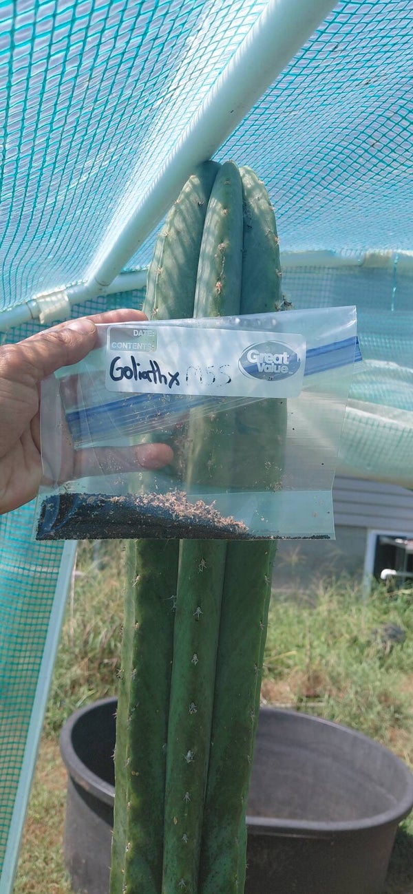 Goliath x Monarto spineless scop op