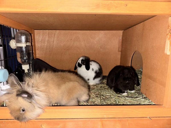 All About Rabbits (Fall 2024)