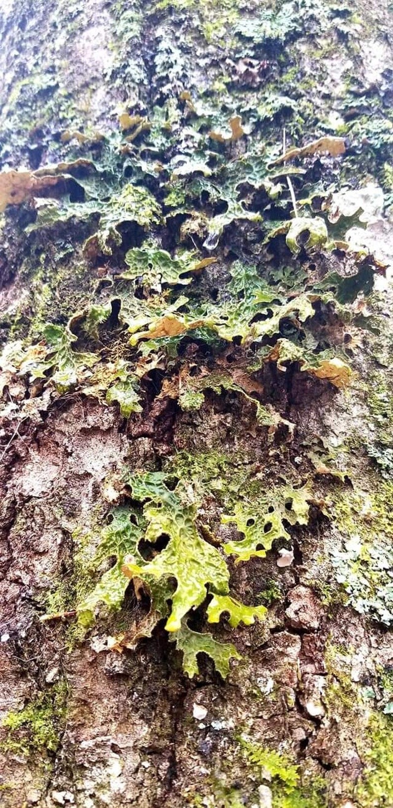LUNGWORT LICHEN