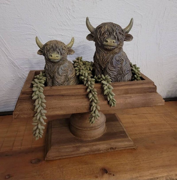 Houten Plateau met Highland Koeien & Hangende Vetplanten