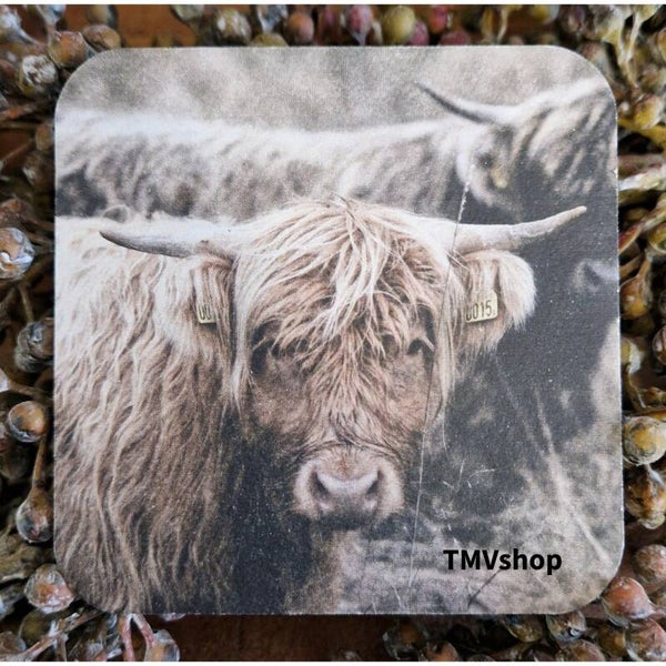 Koppel Schotse hooglander TMV84