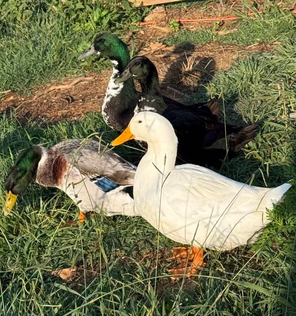 Duck eggs