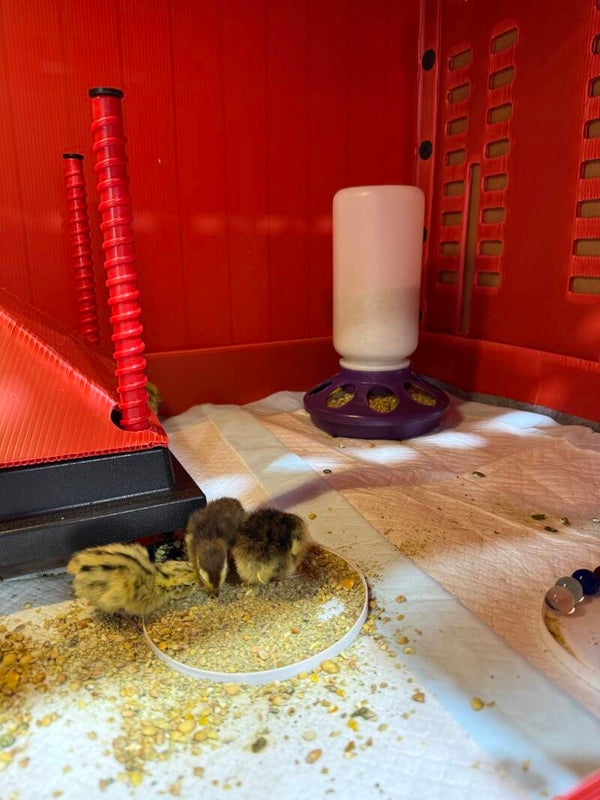 Coturnix Quail chicks