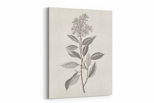 Gedetailleerde botanische tekening