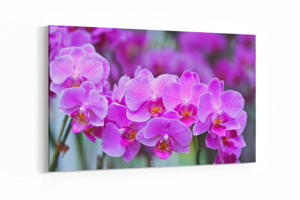 Paarse orchidee - phalaenopsis