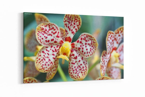 Gele patroonorchidee - phalaenopsis