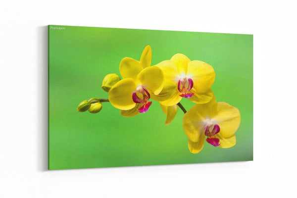 Orchidee
