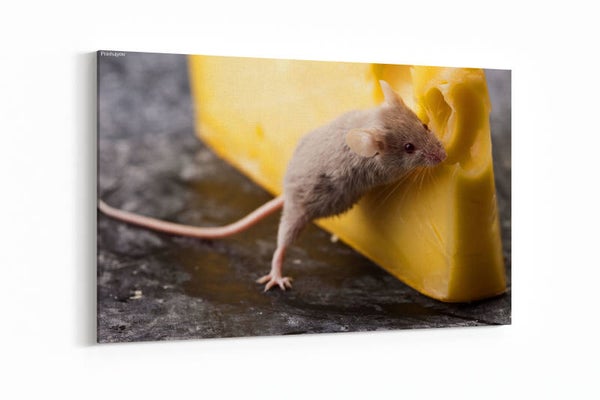 Mouse & cheese