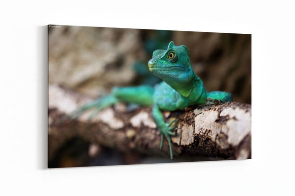 Groene basilisk
