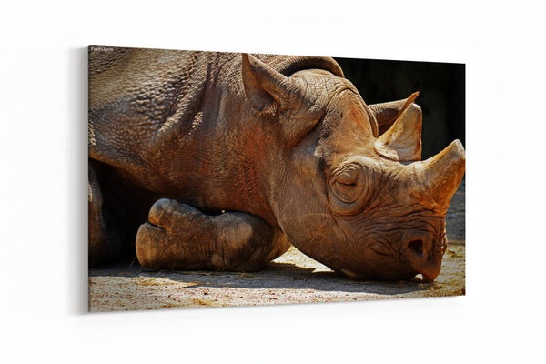 Neushoorn