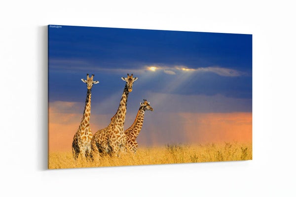 Giraffen in Nationaal park van Kenia