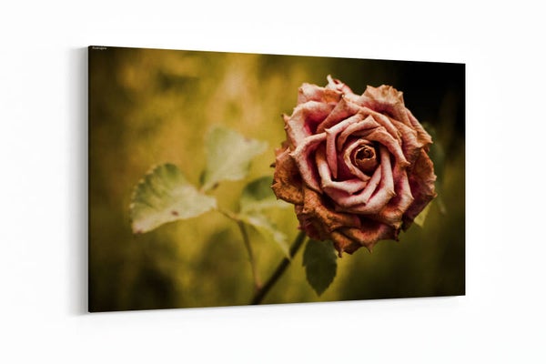 Vervaagde roze roos