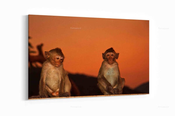 Apen in het wild , Thailand