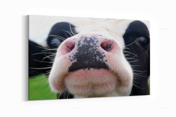 Zwarte kalf kijkend naar de camera