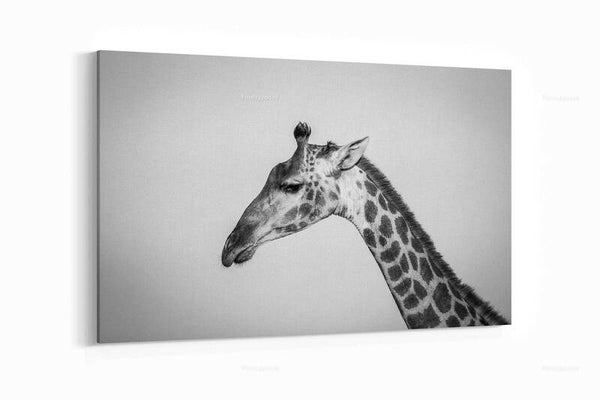 Giraf zwart wit