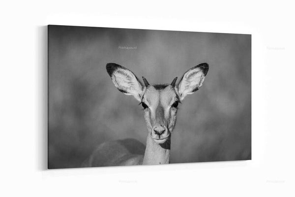 Impala