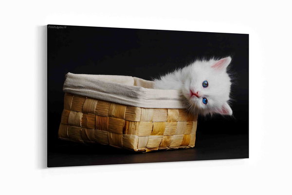 Kitten in een mand