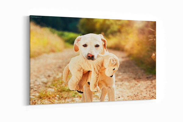Gele labrador retriever met knuffel