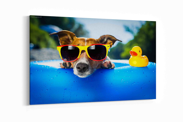 Hond op blauwe luchtbed