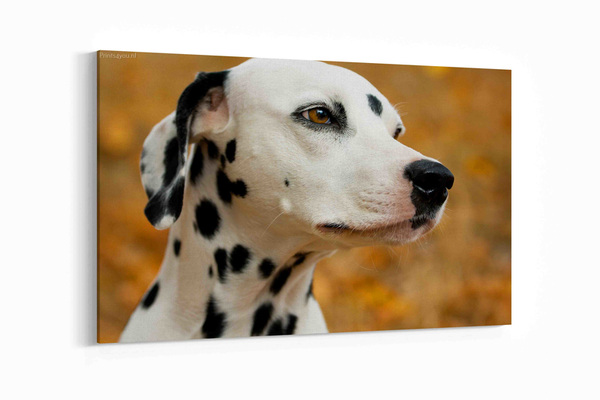 Dalmatiër