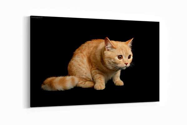 Britse korthaar kitten