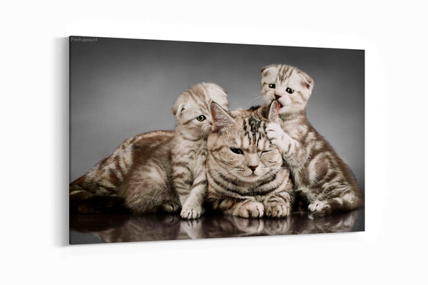 Pluizige mooie kittens