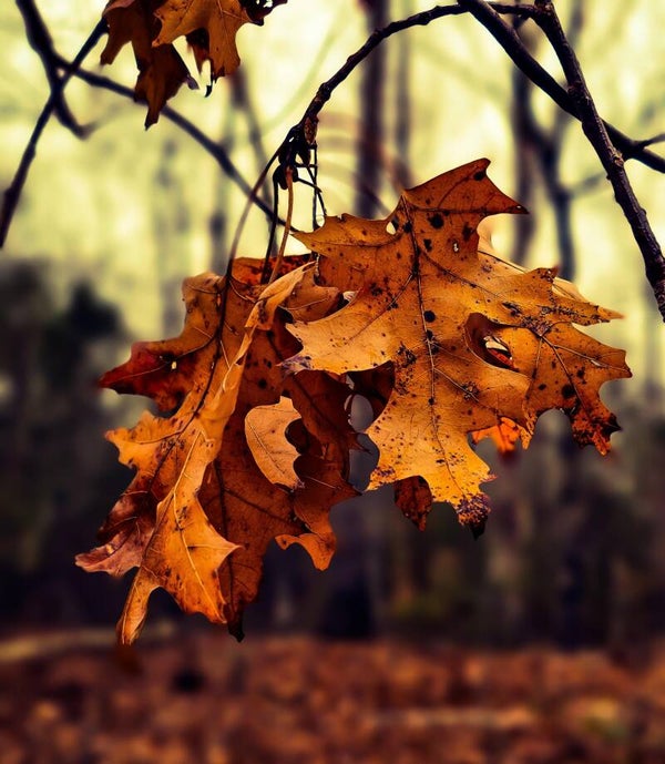 Whispers Of The Woods