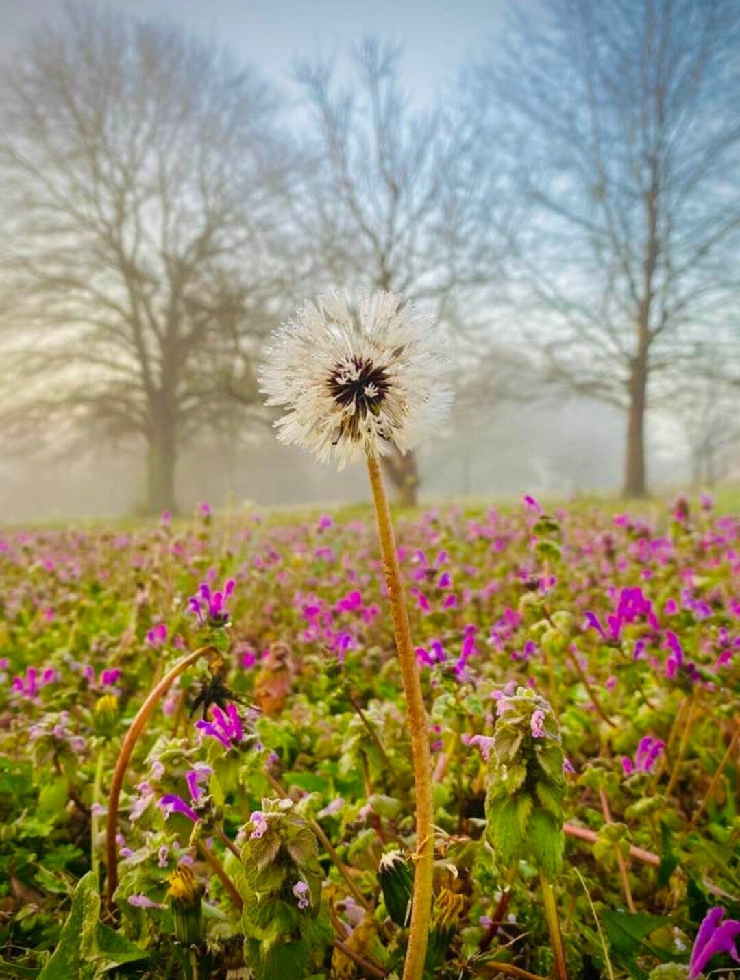 Resilience in The Mist