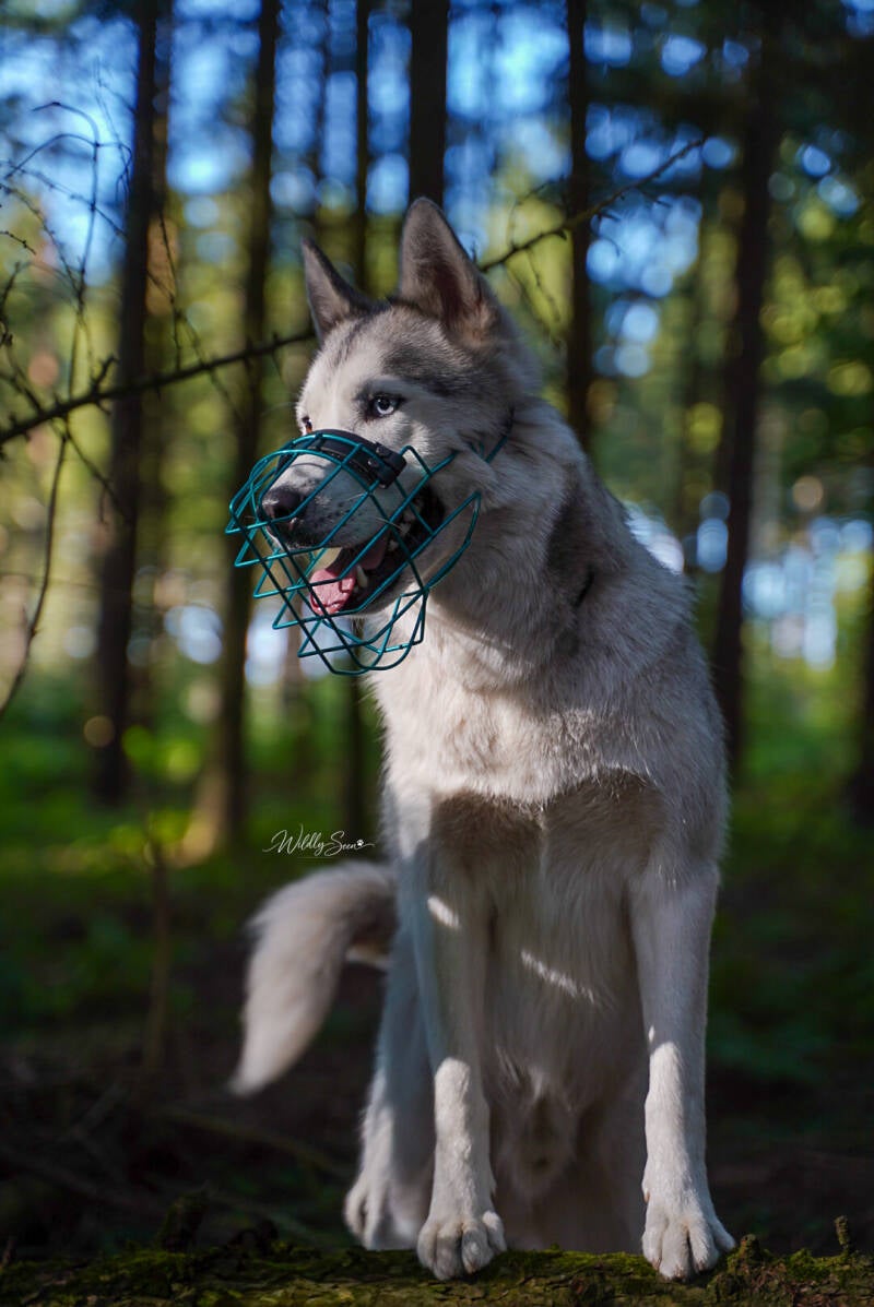Wildlyseen.photography