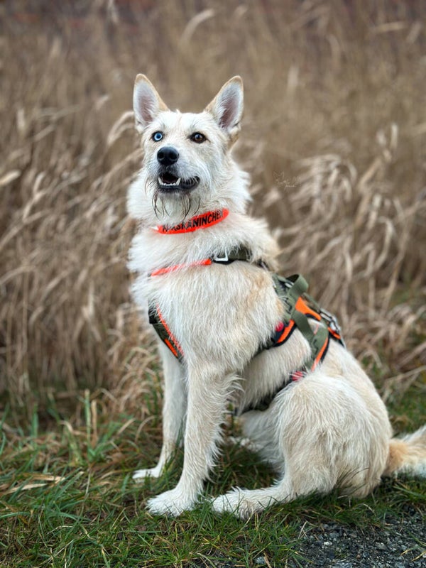 Biothane Halsband 25mm – leicht & alltagstauglich