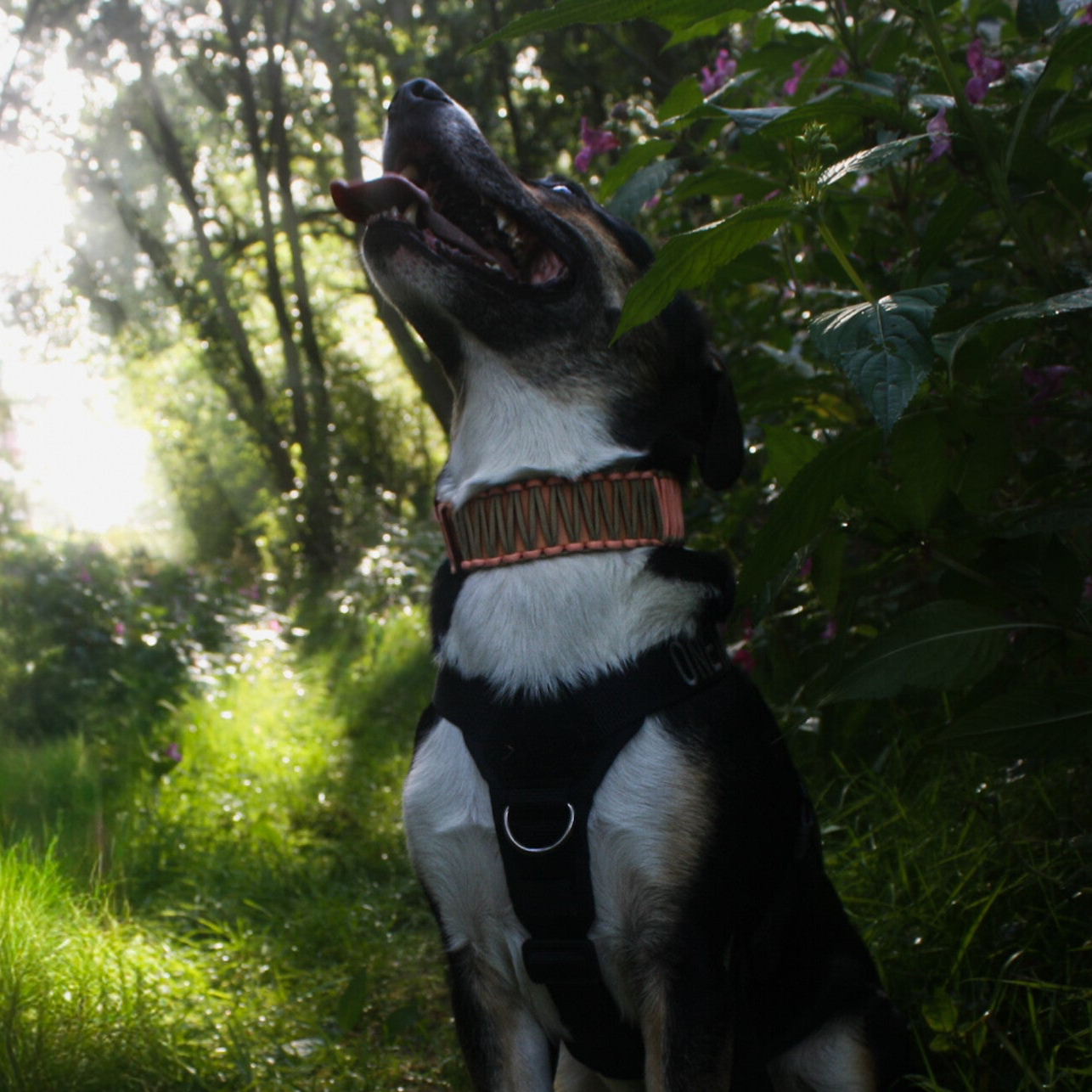 Biothane x Paracord Halsband – kombiniert & stabil