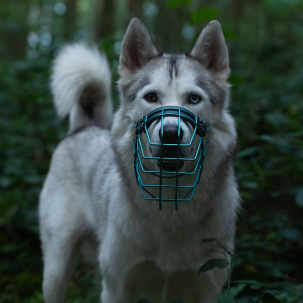 UNIMON Malinois Maulkorb Verzinkt