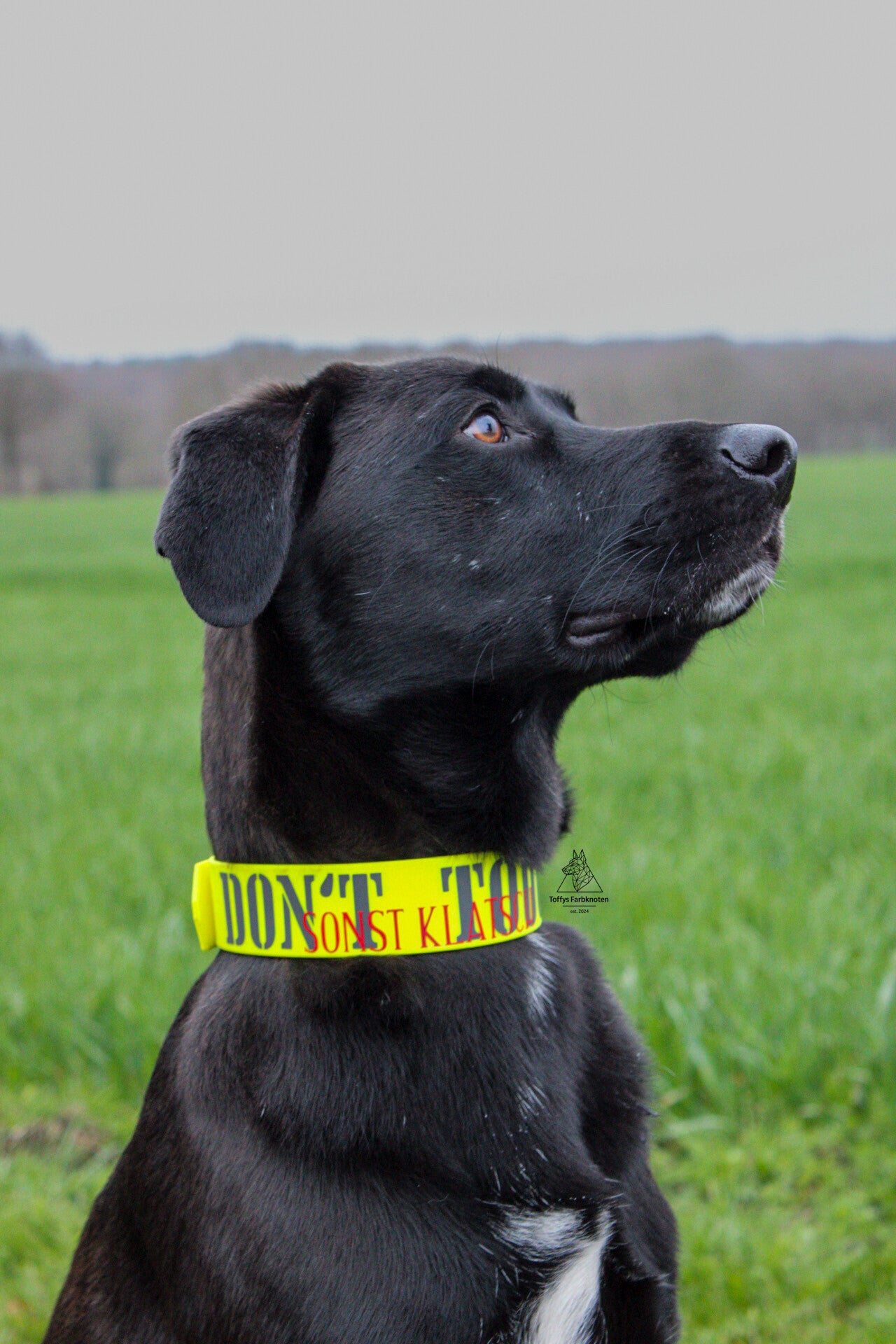 Biothane Halsband 38mm – individuell & wasserfest