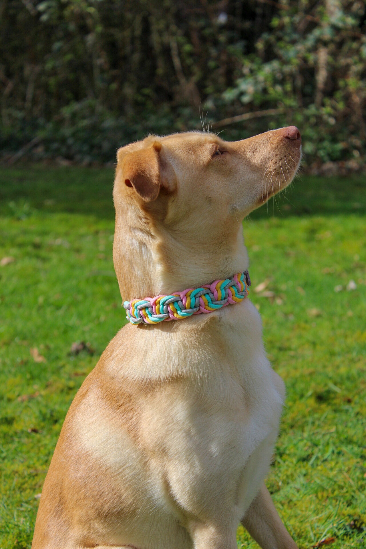 Paracord Halsband – Solomon Belly (robust & geflochten)
