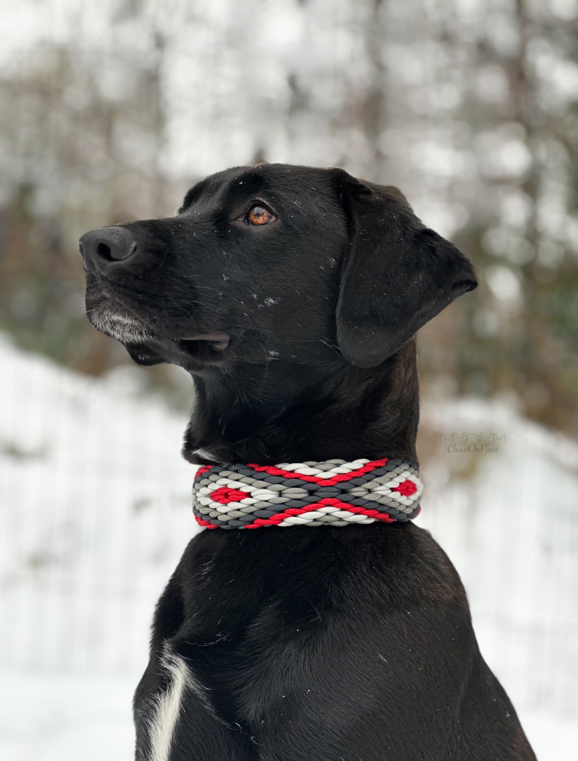 Paracord Halsband – Herkis XXL (stabil & für kräftige Hunde)