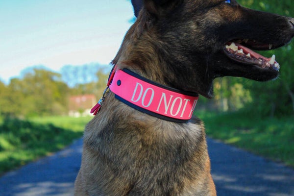Biothane Halsband 50mm – extra stabil & robust