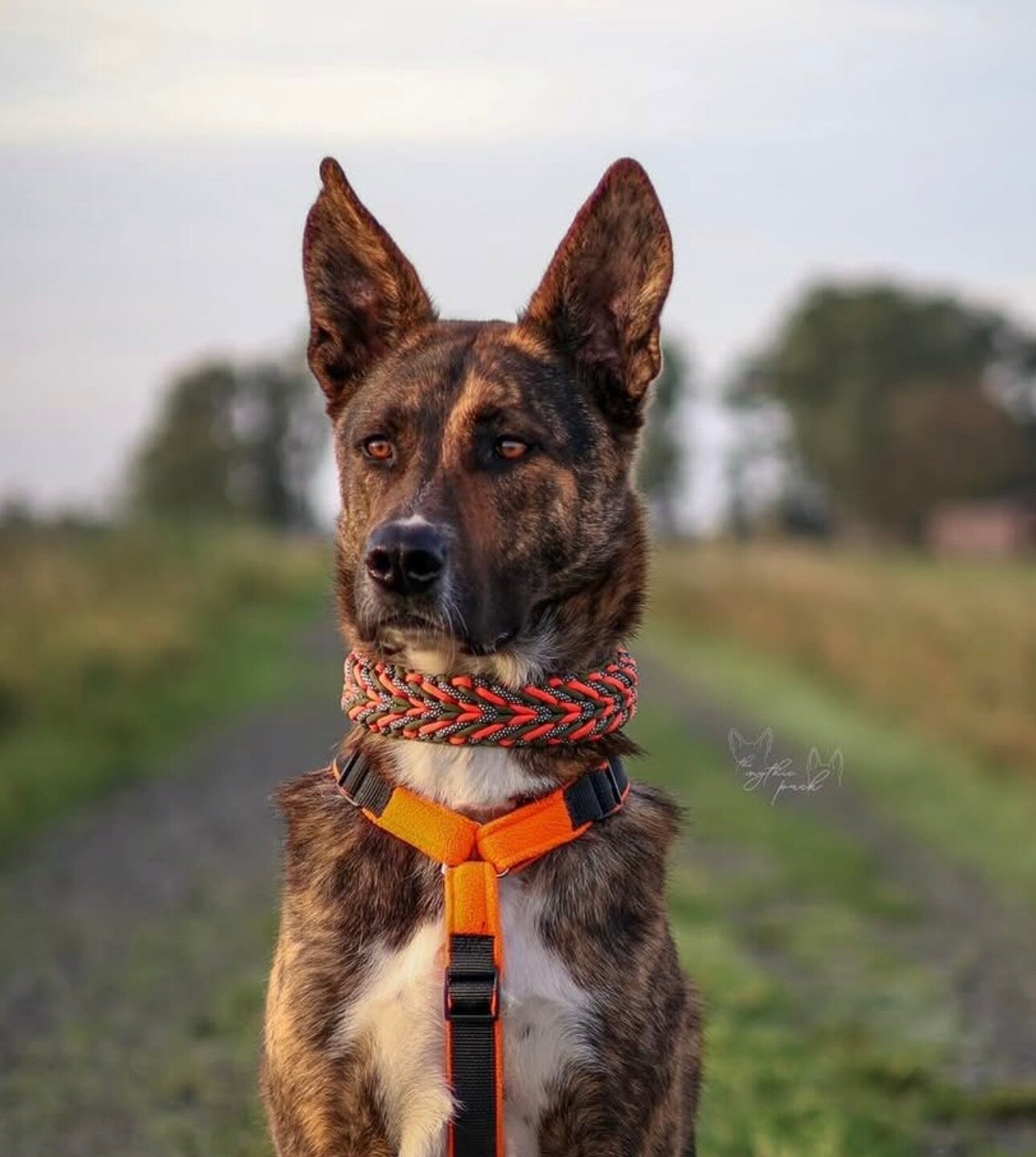 Paracord Halsband – Marshmallow (weich & komfortabel)