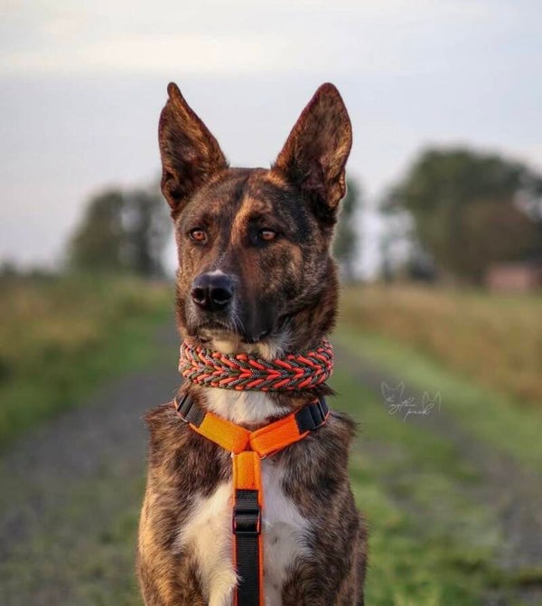 Paracord Halsband – Marshmallow (weich & komfortabel)