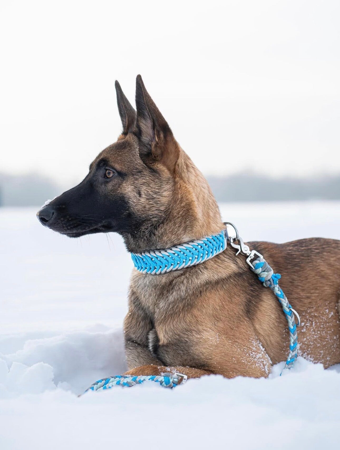 Paracord Halsband – Flying Cookie (individuell & handgemacht)