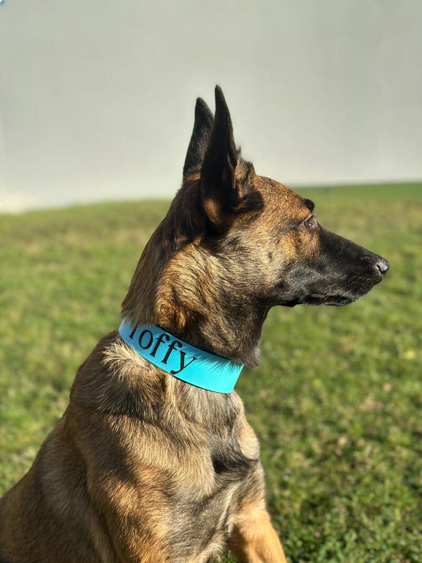 Biothane Halsband 38mm – individuell & wasserfest