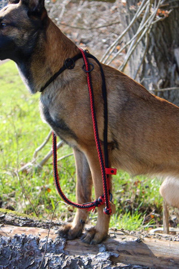 Paracord Retrieverleine – verstellbar & robust