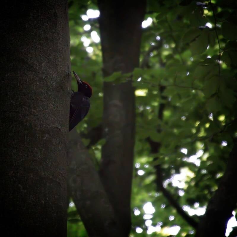 Zwarte specht, Vierhouterbos, Beuken