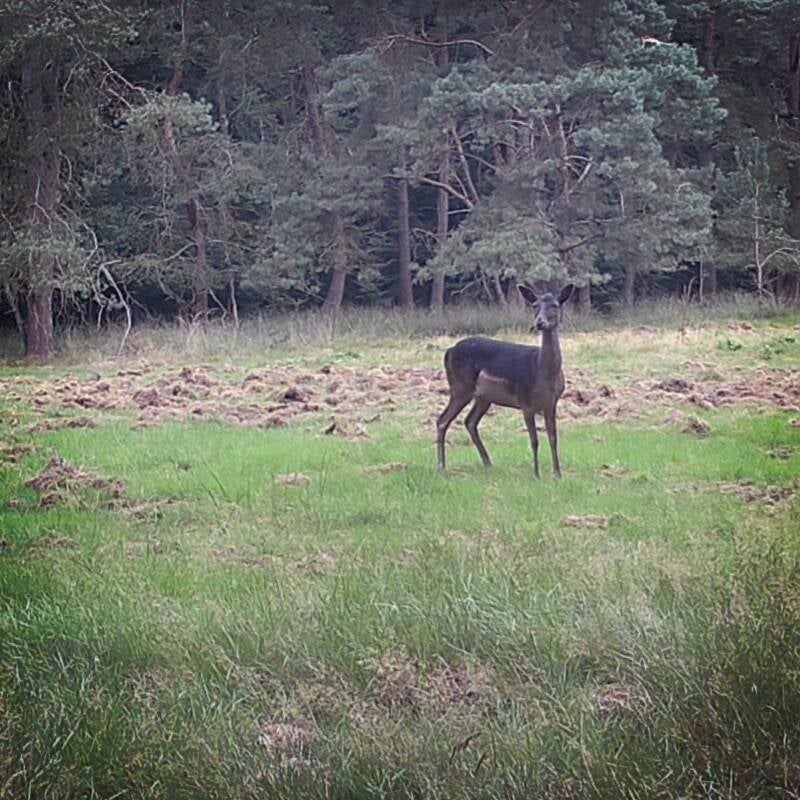 Damhert, Vierhouterbos